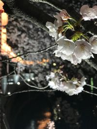 Close-up of white cherry blossom tree