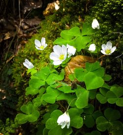 Close-up of white flowers