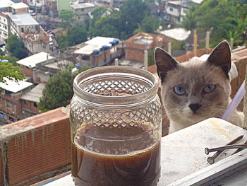 Close-up of cat