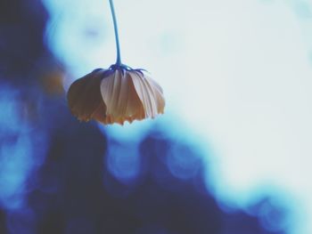 Close-up of flower against blurred background