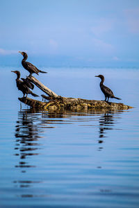 Birds on a lake