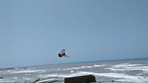 Seagull flying over sea against clear sky