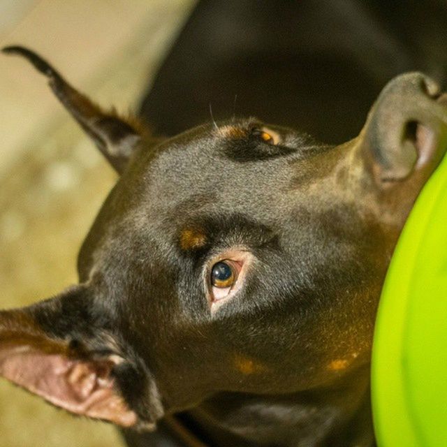 animal themes, one animal, domestic animals, pets, mammal, close-up, black color, animal head, looking at camera, selective focus, focus on foreground, portrait, animal body part, no people, alertness, zoology, indoors, vertebrate, animal eye