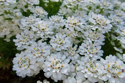 Close-up of white flowering plants in park