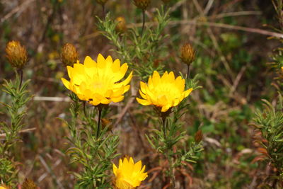 Close-up of yellow flowering plant on field