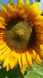 Close-up of sunflower