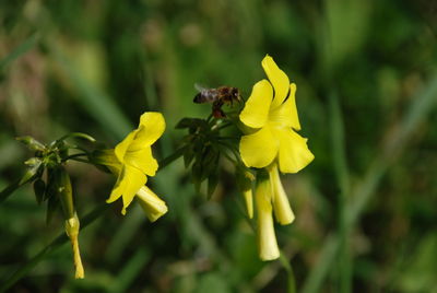 Close-up of insect on yellow flower