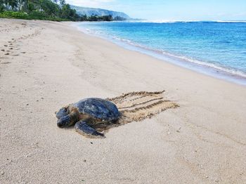 Turtle on hawaiian beach
