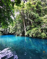 Scenic view of river in forest