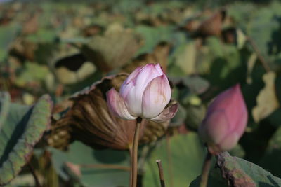 Close-up of pink lotus water lily