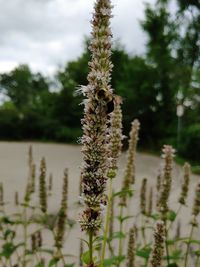 Close-up of flowering plant on field
