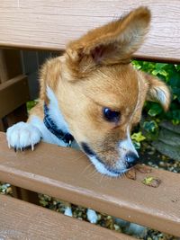 High angle view of dog looking away