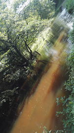 Close-up of trees in forest