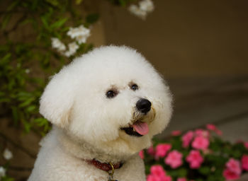 Close-up of white dog standing outdoors