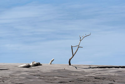 View of driftwood on beach against sky