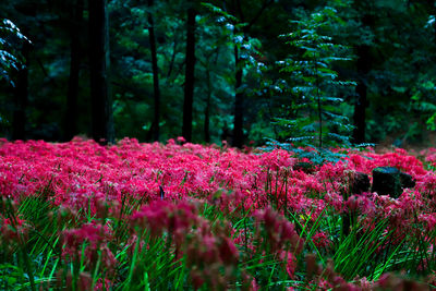 Pink flowering plants by trees in forest