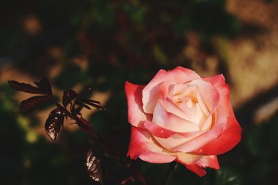 Close-up of pink rose