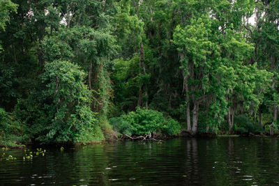 Scenic view of lake in forest
