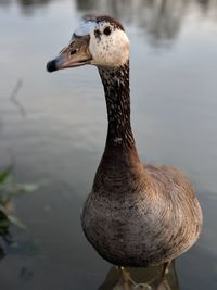 Close-up of goose in lake