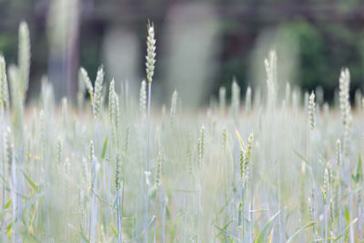 Close-up of crops growing on field