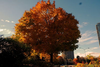 Tree against sky