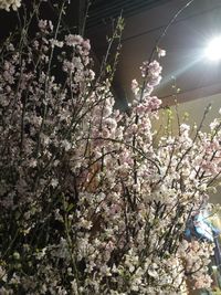 Low angle view of flowers on tree