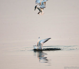 Birds flying over water