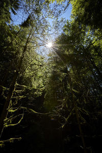 Low angle view of trees against sky