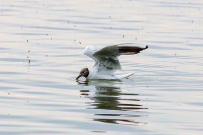 Swan swimming in lake