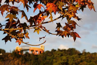 Low angle view of autumnal tree against sky