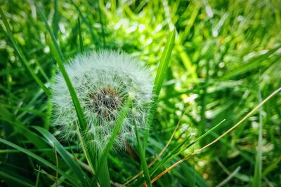 Close-up of flower plant