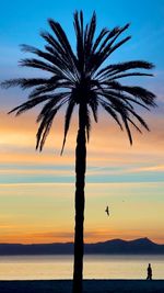 Silhouette palm tree at sunset
