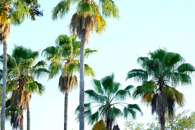 Low angle view of coconut palm trees against sky