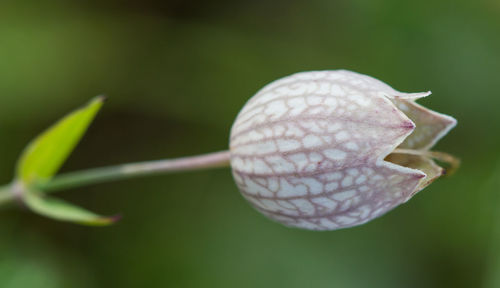 Close-up of flower bud