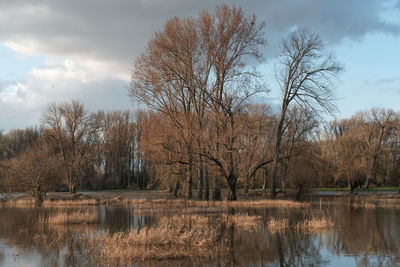 Bare trees by lake against sky