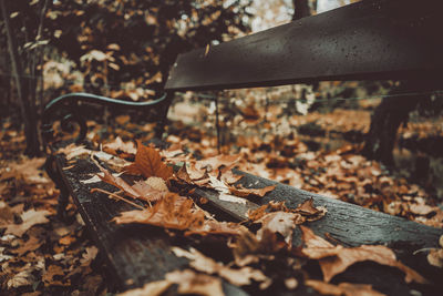 Close-up of autumn leaves on wood