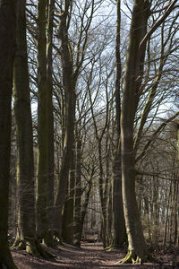 Bare trees in forest