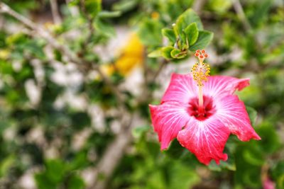 Close-up of pink hibiscus