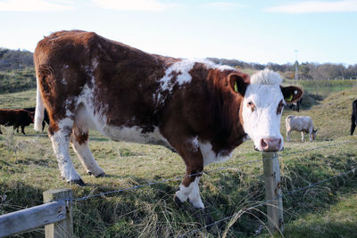 Cow standing in a field