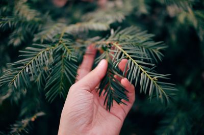 Close-up of hand on tree