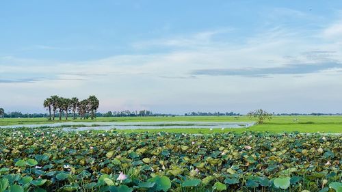 Scenic view of agricultural field against sky