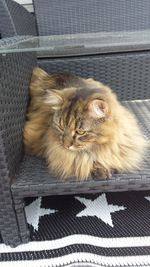 Portrait of cat sitting on floor