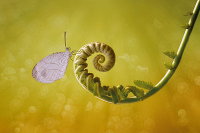 Close-up of yellow flower in water