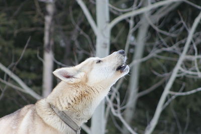 Side view of dog standing against bare tree