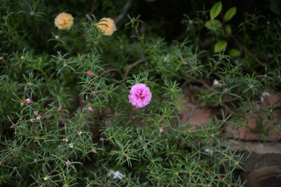 Close-up of flowers growing outdoors