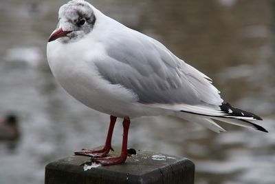 Close-up of seagull perching outdoors