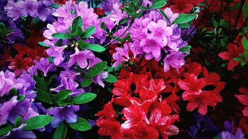 Close-up of flowers blooming outdoors