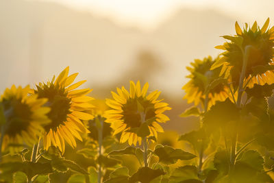 Close-up of yellow flowering plant on field