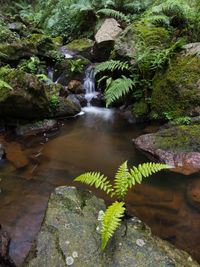 Scenic view of waterfall
