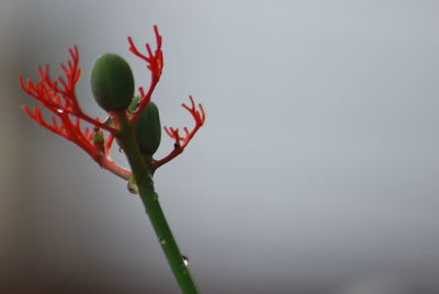 Close-up of red flower